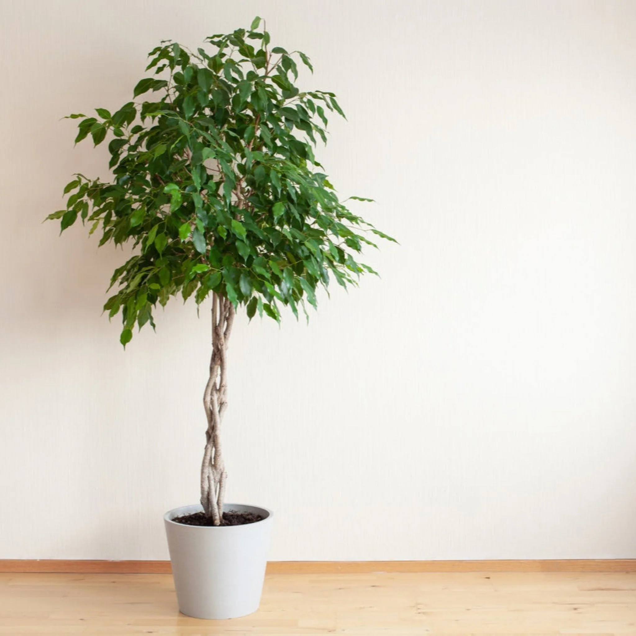 Houseplants