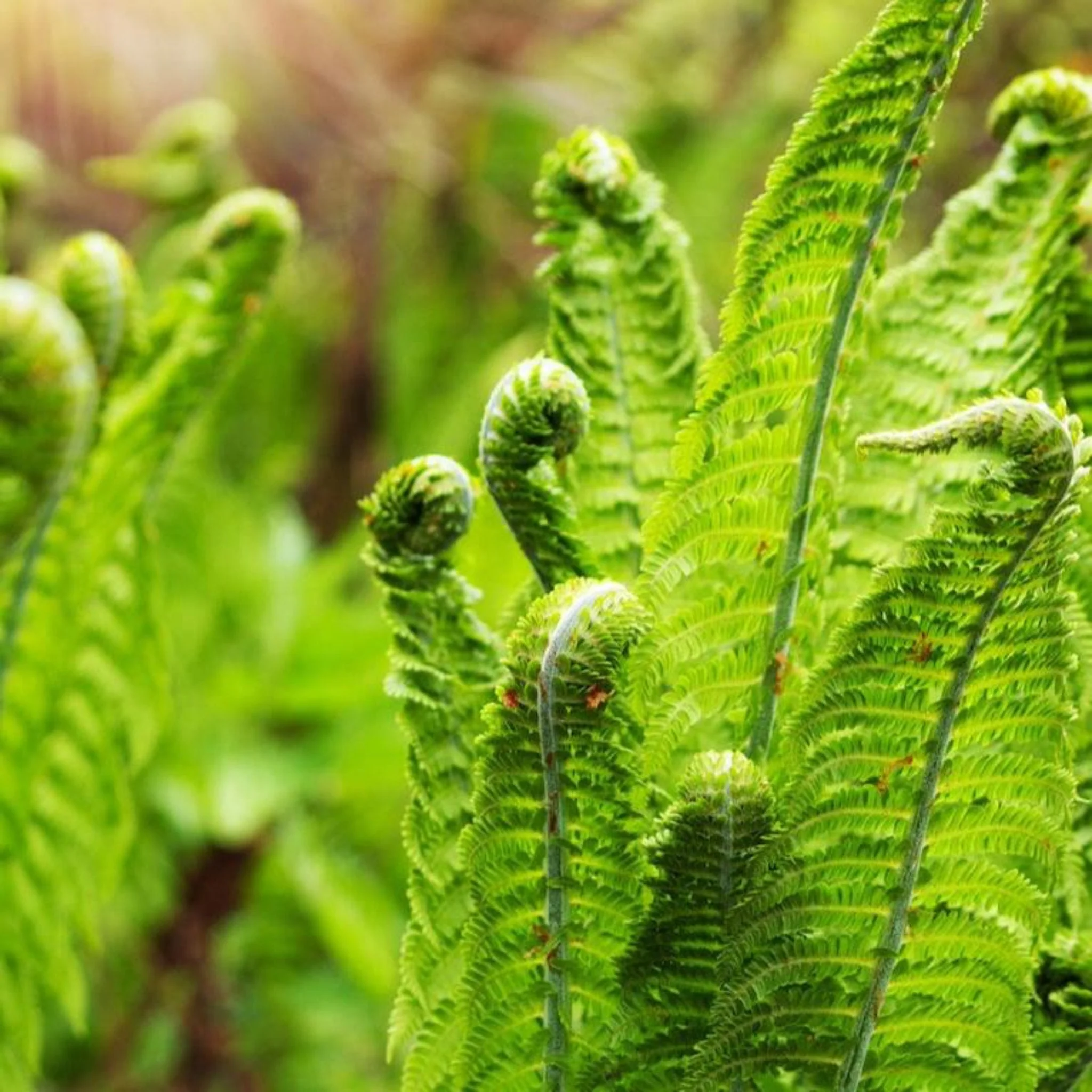 Perennial Shrubs