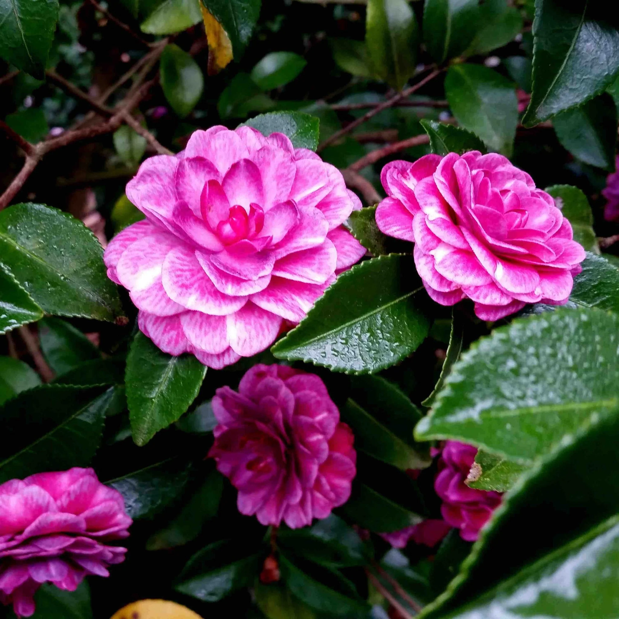 Flowers, Trees & Shrubs
